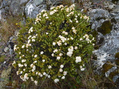 Pimelea traversii traversii