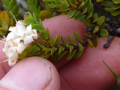 Pimelea traversii traversii
