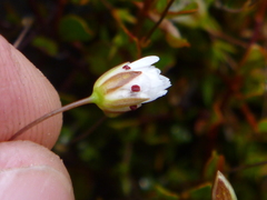 Stellaria gracilenta