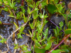 Stellaria gracilenta