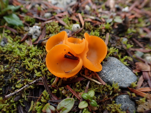 orange peel fungus