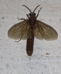 Labidus