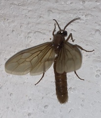 Labidus
