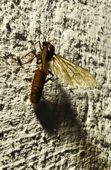 Labidus