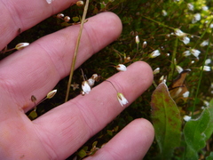 Stellaria gracilenta