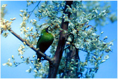 Chloropsis aurifrons