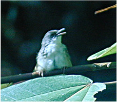 Prinia superciliaris