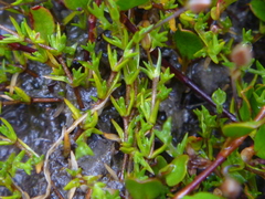 Stellaria gracilenta