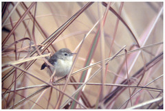 Prinia sylvatica