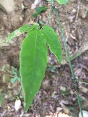 Tetrastigma hemsleyanum