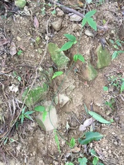 Tetrastigma hemsleyanum