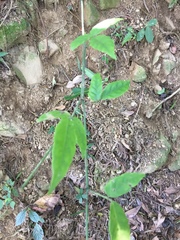Tetrastigma hemsleyanum