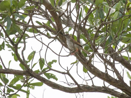 iNaturalist image