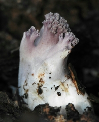 Ramaria violaceibrunnea