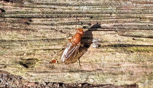 Unknown species found near Saratoga Springs, NY, USA