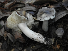Tricholoma luteomaculosum