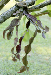 Rhipsalis elliptica, photograph author not stated, no rights reserved