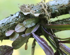 Rhipsalis elliptica, photograph author not stated, no rights reserved