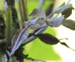 Rhipsalis elliptica, photograph author not stated, no rights reserved