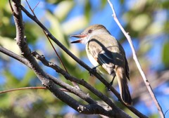 Myiarchus tyrannulus