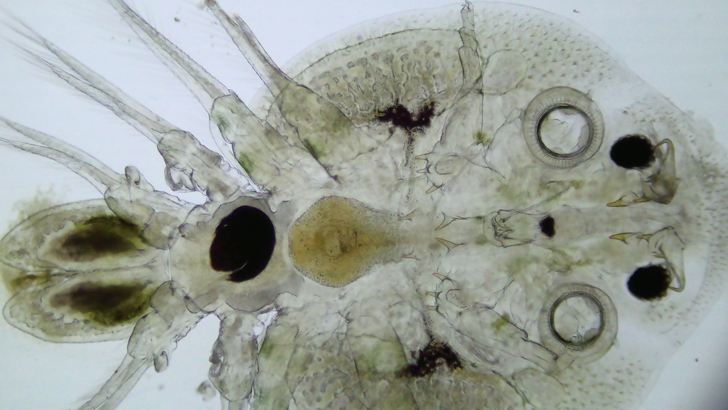 Japanese fishlouse