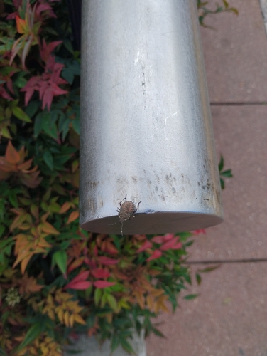 Brown Marmorated Stink Bug