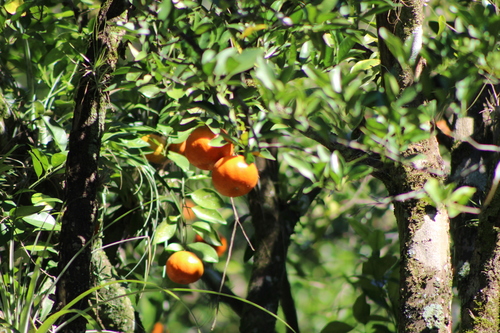 Citrus deliciosa