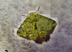 Lepidoptera