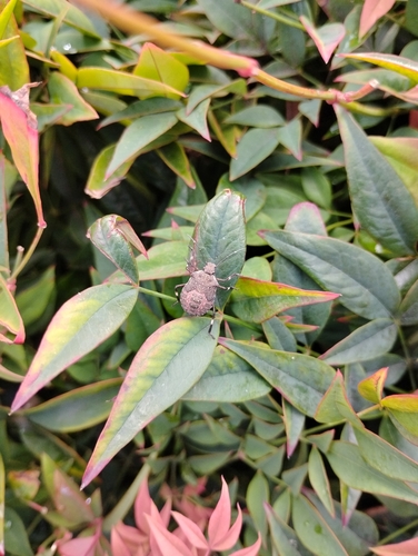 Brown Marmorated Stink Bug