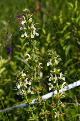 Austrian Sage (Salvia austriaca)