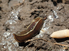 Newzealandia
