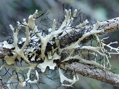 Heterodermia leucomelos