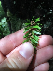 Tmesipteris sigmatifolia