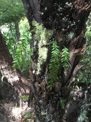 Tmesipteris sigmatifolia