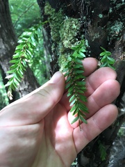 Tmesipteris sigmatifolia