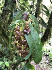 Epidendrum carchiense