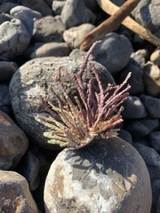 Calliarthron tuberculosum