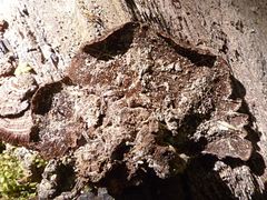 Hymenochaete microcycla