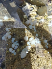 Eudistoma elongatum