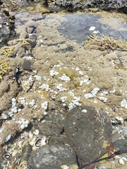 Eudistoma elongatum