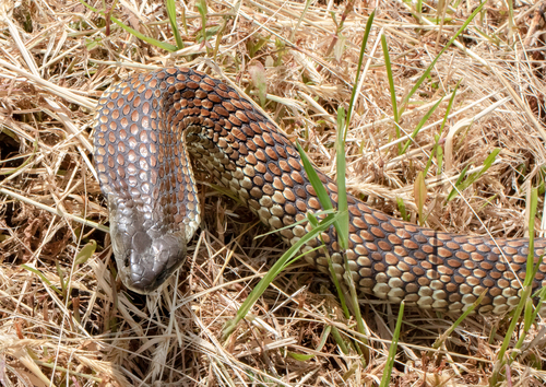 Tiger Snake sighting