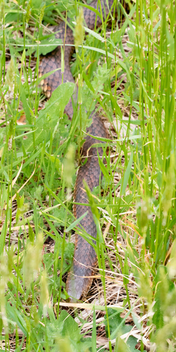 Lowlands Copperhead sighting