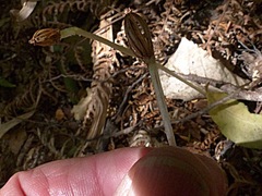 Corybas cheesemanii