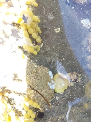 Eudistoma elongatum