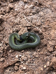 Erythrolamprus epinephalus