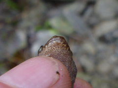Woodworthia southern alps