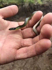 Erythrolamprus epinephalus