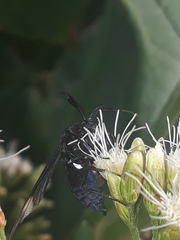 Myrmecopsis strigosa