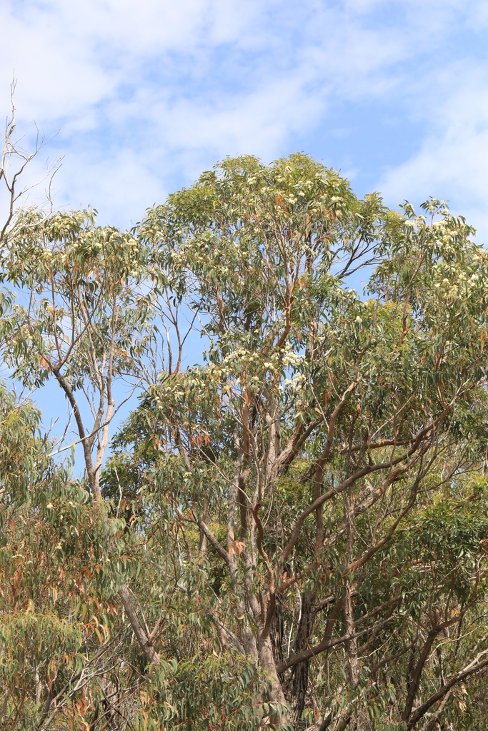 Tree From Am gum trees from Woombah NSW 2469, Australia on October 26, 2025 at 10:21 ...