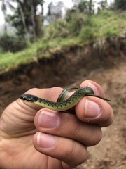 Erythrolamprus epinephalus